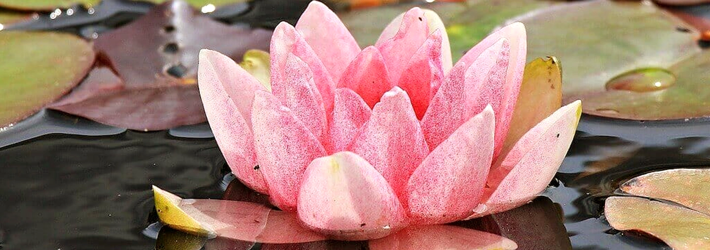 Flor representativa dentro del mundo hooponopono